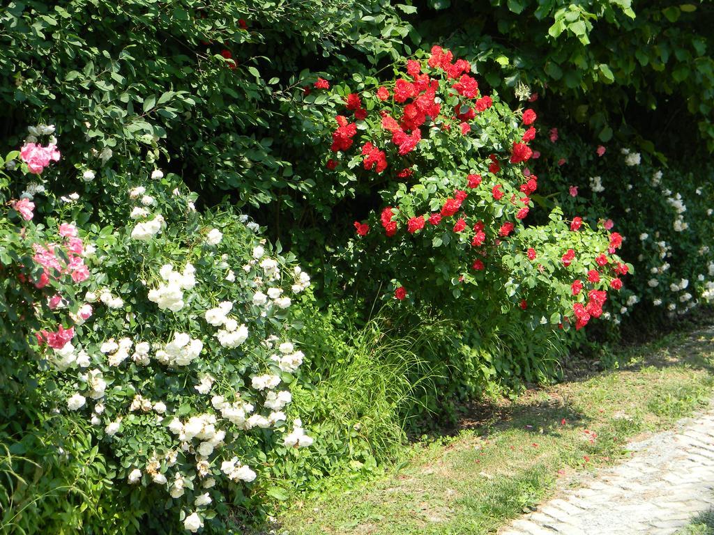 Residenza Ca D'Masseu Daire Calamandrana Dış mekan fotoğraf
